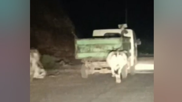 Cow group chases garbage vehicle in Madhya Pradesh