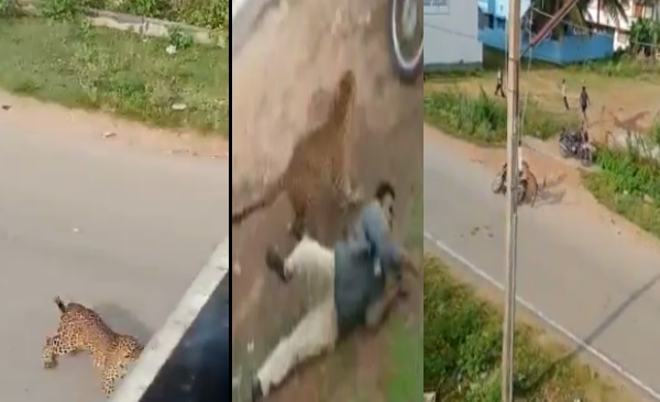 मैसूर के केआर नगर में घुसा तेंदुआ, फैली दहशत 