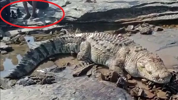 नौरादेही अभयारण्य के बीच से गुजरती है व्यारमा नदी, काफी मगरमच्छ मौजूद हैं नौरादेही अभयारण्य के बीच से गुजरती है व्यारमा नदी, काफी मगरमच्छ मौजूद हैं