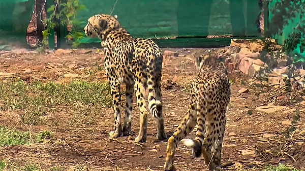 चीतल को बनाया शिकार