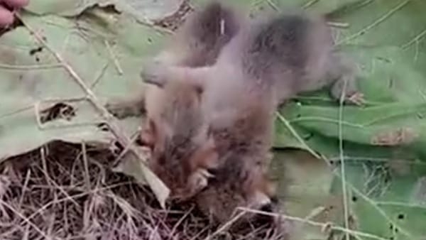 लगातार मॉनिटरिंग कर रही वन विभाग की टीम