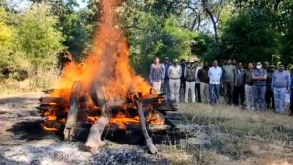 Leopard died in a fight with a tiger Leopard died in a fight with a tiger
