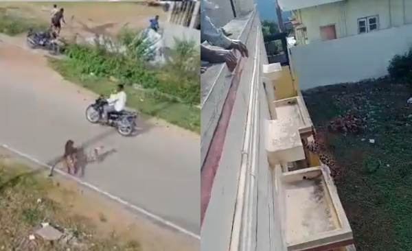 वन विभाग की टीम ने तेंदुए को पकड़ा 