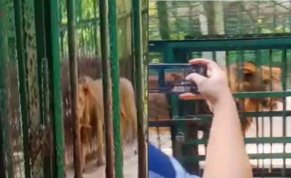 सेल्‍फी से तंग हुआ जंगल का राजा शेर 