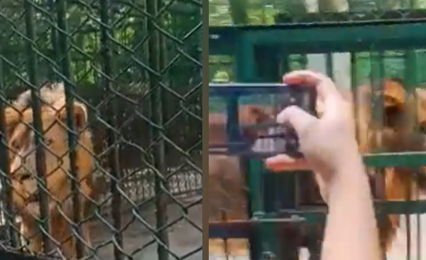 अब तो शेर भी selfie वालों से परेशान है