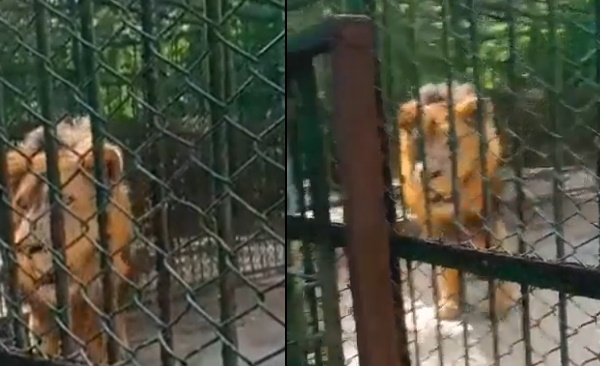  शेर ने शख्‍स के करीब आकर कर दी ये हरकत 