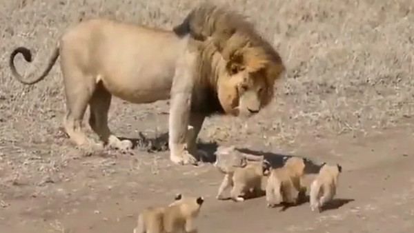 20 लाख से ज्यादा लोगों ने देखा Video