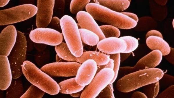 लिस्टेरिया के लक्षण लिस्टेरिया के लक्षण