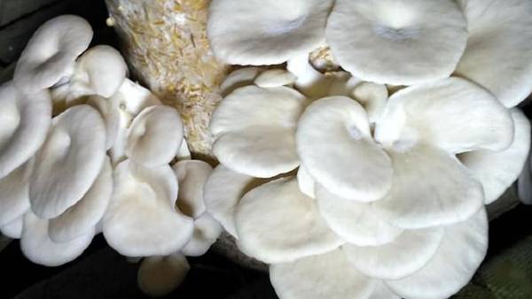 बिहार में मशरूम की खेती