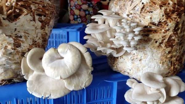 पूसा विश्वविद्यालय समस्तीपुर से ली ट्रेनिंग