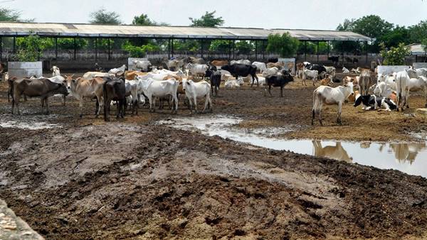 कांग्रेस फिर भाजपा सरकार ने की थी घोषणा कांग्रेस फिर भाजपा सरकार ने की थी घोषणा