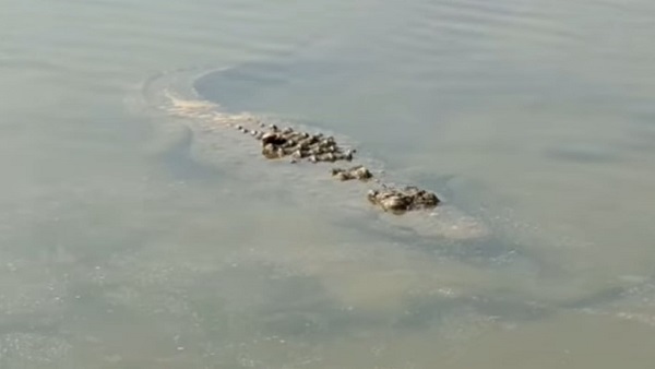 crocodile