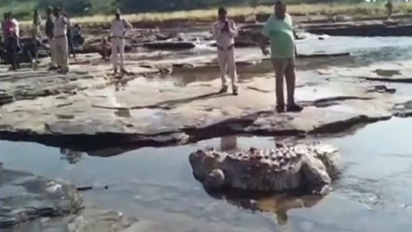 crocodile