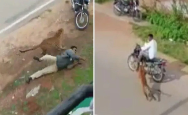 लोगों पर अटैक कर किया घायल 