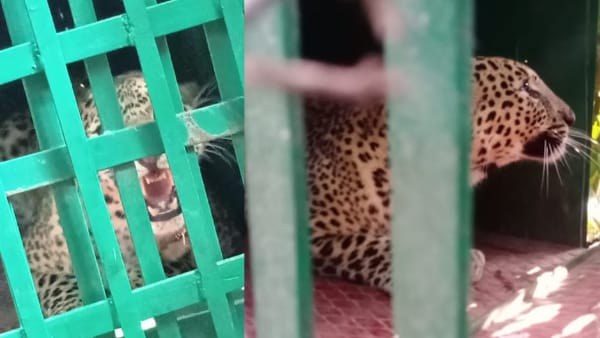 जंगल में छोड़ेंगे तेंदुए जंगल में छोड़ेंगे तेंदुए