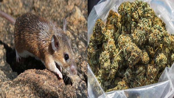 1985 तक देश में पूरी तरह से वैध था 1985 तक देश में पूरी तरह से वैध था