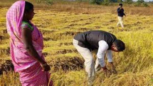 कलेक्टर बने किसान, धान काटने खेत में उतरे