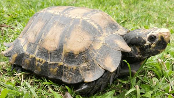 प्रोटोस्टेगा या स्टुपेंडेमीज का अनुमान