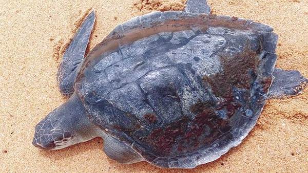 2016 में मिले थे कछुए के अवशेष