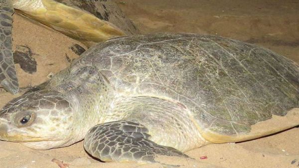 कार के आकार के कछुए