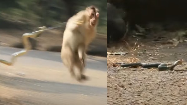 बंदरों के आतंक से परेशान हैं लोग