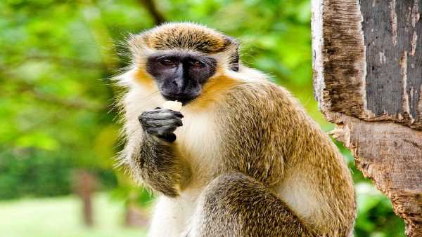 11 लोगों को बंदरों ने किया जख्मी, 2 की हालत गम्भीर
