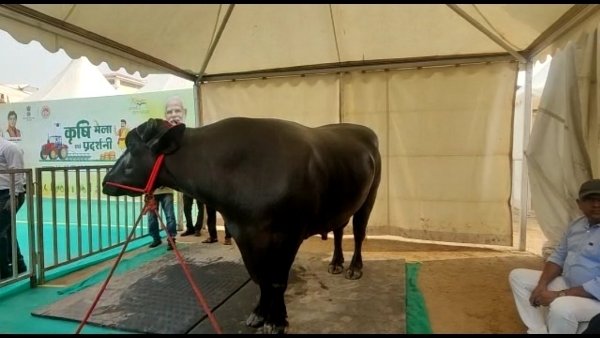भैंसा हर महीने कमा कर देता है 12 लाख रुपए