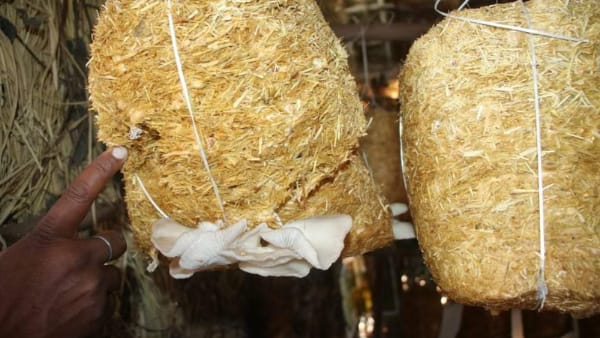 100 किलो से ऊपर बेच चुके मार्केट में