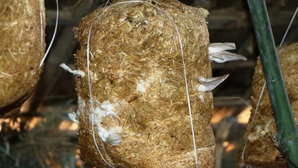 सरकार की योजनाओं का मिल रहा लाभ