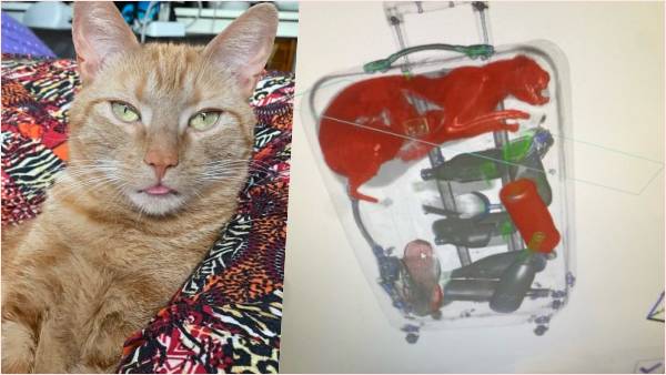 कैसे आया बिल्ली