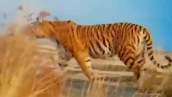 हिनौता में पी 652 की मस्तानी चाल पर सैलानी फिदा