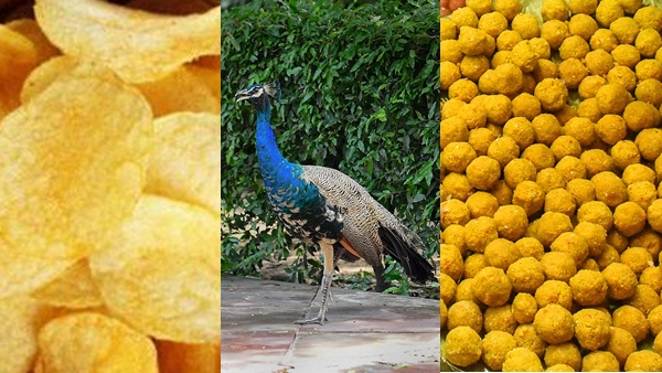 कुछ देर बाद बेसुध होने लगे मोर कुछ देर बाद बेसुध होने लगे मोर