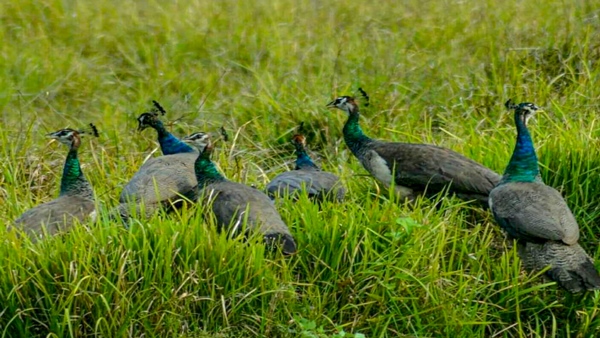 इस इलाके में लगभग एक सैकड़ा मोर होने का दावा इस इलाके में लगभग एक सैकड़ा मोर होने का दावा