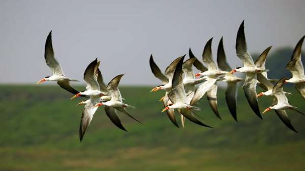 इसलिए लगातार घट रही प्रवासी पक्षियों की संख्या