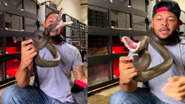 अजगर को गुस्सा दिलाना पड़ा महंगा