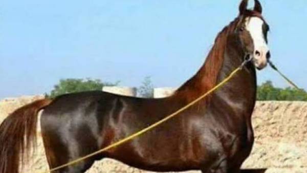 5 सेकंड में 45 किलोमीटर की रफ्तार
