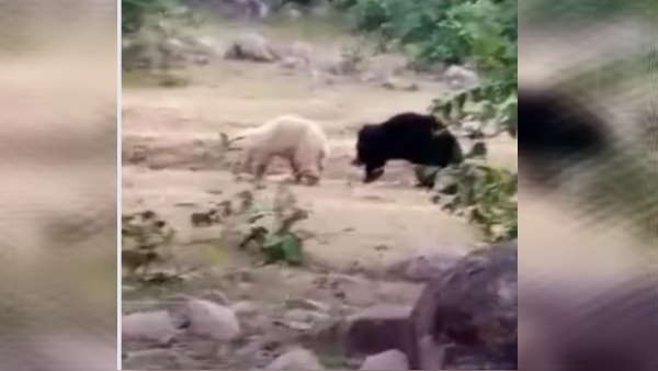 काले भालुओं के साथ खेलता दिखा सफ़ेद भालू काले भालुओं के साथ खेलता दिखा सफ़ेद भालू