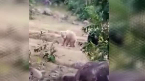 मान लिया था विलुप्त मान लिया था विलुप्त