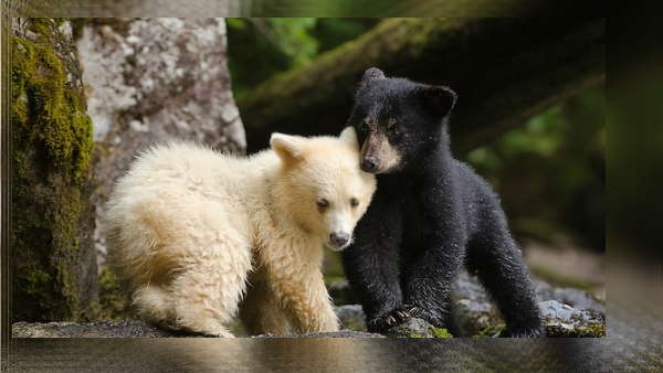 मरवाही में हैं 500 भालू मरवाही में हैं 500 भालू