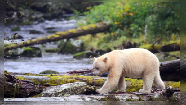 इसलिए होते है सफ़ेद इसलिए होते है सफ़ेद