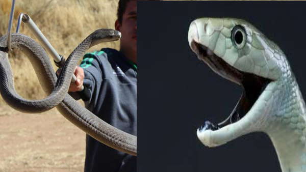 तबाही मचा देता है ये सांप