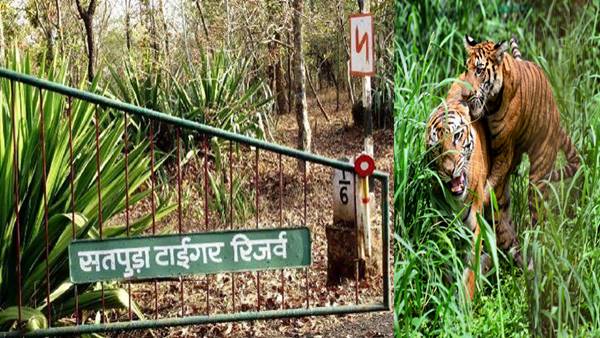 आराम फरमाते दिखे थे दो टाइगर