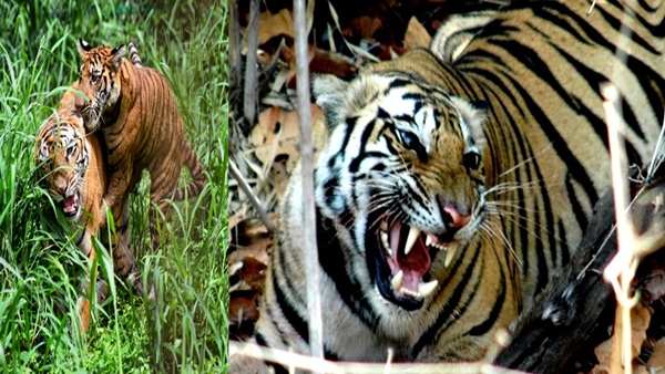 न्यू ईयर के पहले का आनंद 