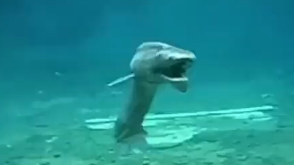 कहां का है वीडियो? 