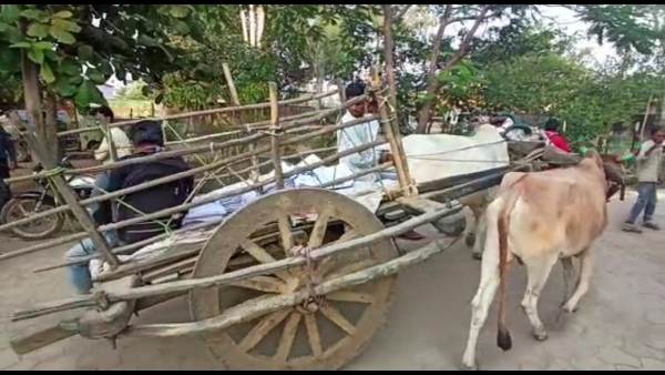 सिर पर बंडल रखकर बैलगाड़ी तक पहुंचाए पेज के बंडल