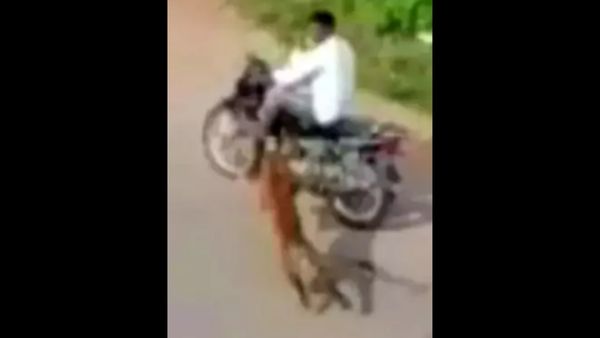 तेजी से बाइक पर लपका तेंदुआ