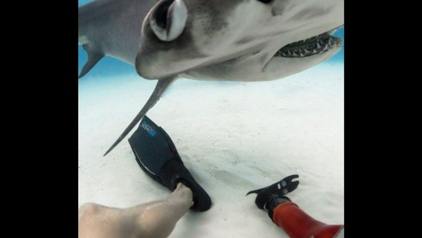 माइक के पैरों के पास घूमती शार्क