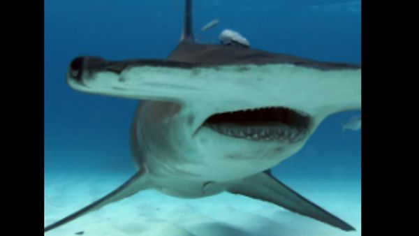 कार्टून जैसी दिखती हैं ये शार्क