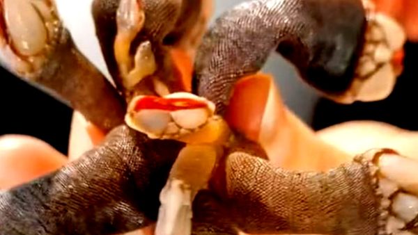 गूसनेक बार्नेकल है ये घिनौना जीव गूसनेक बार्नेकल है ये घिनौना जीव