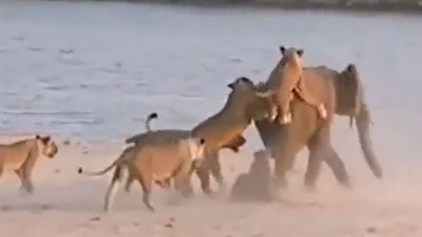 हाथी का शिकार करने पहुंची शेरनियां